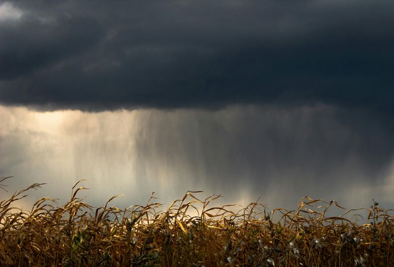 Black Dirt Crop Insurance Agency Office