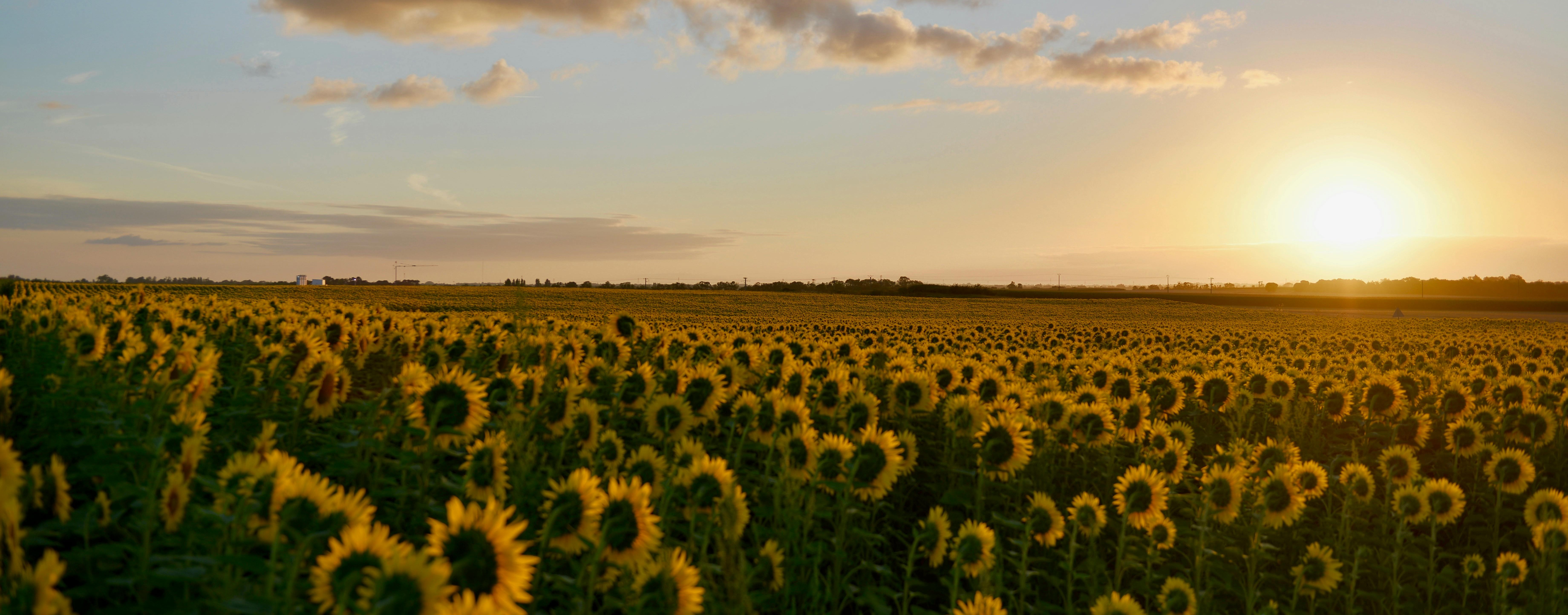 Sunflower Field